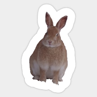 Bunny Sticker